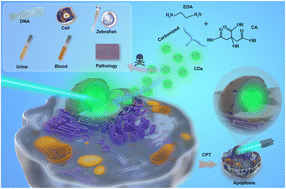 Graphical abstract: Superior biocompatible carbon dots for dynamic fluorescence imaging of nucleoli in living cells