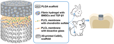 Graphical abstract: A triphasic biomimetic BMSC-loaded scaffold for osteochondral integrated regeneration in rabbits and pigs