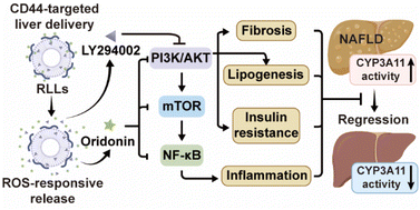 Graphical abstract: ROS-scavenging nanomedicine for “multiple crosstalk” modulation in non-alcoholic fatty liver disease