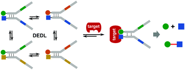 Graphical abstract: Recent advances in DNA-encoded dynamic libraries