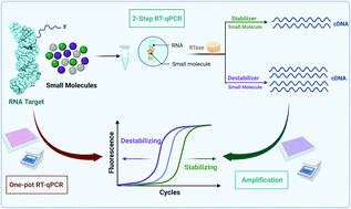 Graphical abstract: RT-qPCR as a screening platform for mutational and small molecule impacts on structural stability of RNA tertiary structures