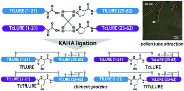 Graphical abstract: Chemical synthesis of Torenia plant pollen tube attractant proteins by KAHA ligation