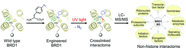 Graphical abstract: Hydrophobic cavity-directed azide-acetyllysine photochemistry for profiling non-histone interacting partners of bromodomain protein 1