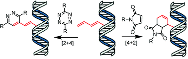 Graphical abstract: [4 + 2] and [2 + 4] cycloaddition reactions on single- and double-stranded DNA: a dual-reactive nucleoside