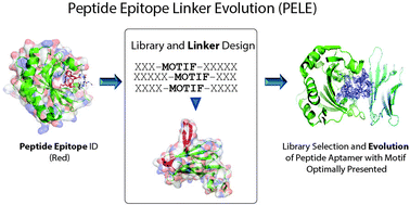 Graphical abstract: Development of a novel peptide aptamer that interacts with the eIF4E capped-mRNA binding site using peptide epitope linker evolution (PELE)