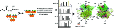 Graphical abstract: Interpretation of anomalously long crosslinks in ribosome crosslinking reveals the ribosome interaction in stationary phase E. coli