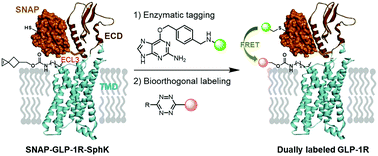 Graphical abstract: Dual fluorescent labeling of GLP-1R in live cells via enzymatic tagging and bioorthogonal chemistry