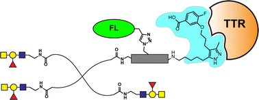 Graphical abstract: Extending the in vivo persistence of synthetic glycoconjugates using a serum-protein binder