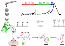 Graphical abstract: One-step asparaginyl endopeptidase (OaAEP1)-based protein immobilization for single-molecule force spectroscopy