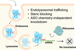 Graphical abstract: A mechanistic study on the cellular uptake, intracellular trafficking, and antisense gene regulation of bottlebrush polymer-conjugated oligonucleotides