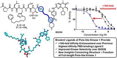Graphical abstract: Development of ultra-high affinity bivalent ligands targeting the polo-like kinase 1