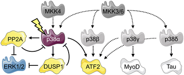 Graphical abstract: Isoform-specific optical activation of kinase function reveals p38-ERK signaling crosstalk
