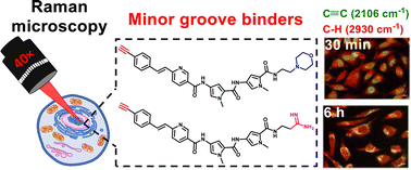 Graphical abstract: Ratiometric imaging of minor groove binders in mammalian cells using Raman microscopy
