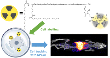 Graphical abstract: An indium-111-labelled membrane-targeted peptide for cell tracking with radionuclide imaging