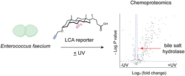 Graphical abstract: Chemical proteomic analysis of bile acid-protein targets in Enterococcus faecium