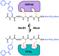 Graphical abstract: A peptide-crosslinking approach identifies HSPA8 and PFKL as selective interactors of an actin-derived peptide containing reduced and oxidized methionine