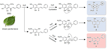 Graphical abstract: Lysine-targeting inhibition of amyloid β oligomerization by a green perilla-derived metastable chalcone in vitro and in vivo