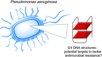 Graphical abstract: Identification and characterisation of G-quadruplex DNA-forming sequences in the Pseudomonas aeruginosa genome