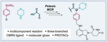 Graphical abstract: Accessing three-branched high-affinity cereblon ligands for molecular glue and protein degrader design