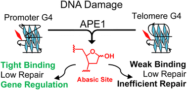 Graphical abstract: Promoters vs. telomeres: AP-endonuclease 1 interactions with abasic sites in G-quadruplex folds depend on topology