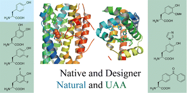 Graphical abstract: Study and design of amino acid-based radical enzymes using unnatural amino acids