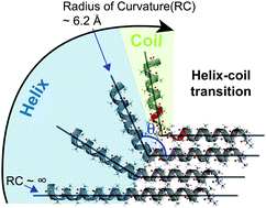 Graphical abstract: Unique behaviour of the α-helix in bending deformation