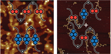 Graphical abstract: Sequence-complementarity dependent co-assembly of phosphodiester-linked aromatic donor–acceptor trimers