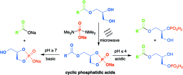 Graphical abstract: Synthesis and hydrolytic stability of cyclic phosphatidic acids: implications for synthetic- and proto-cell studies