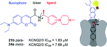 Graphical abstract: Design and development of selective competitive fluorescent ligands for the detection and visualization of Kv7.2/7.3 in vitro