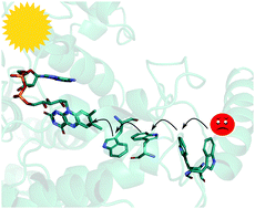 Graphical abstract: Structural basis of the radical pair state in photolyases and cryptochromes