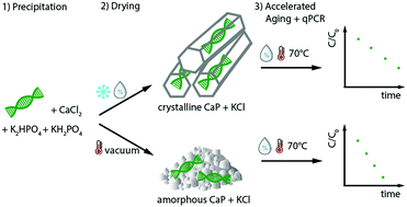 Graphical abstract: Anhydrous calcium phosphate crystals stabilize DNA for dry storage