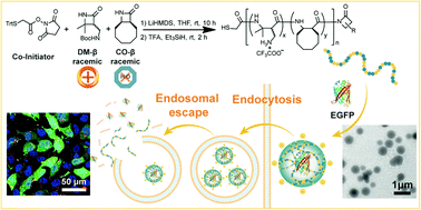 Graphical abstract: Amphipathic poly-β-peptides for intracellular protein delivery