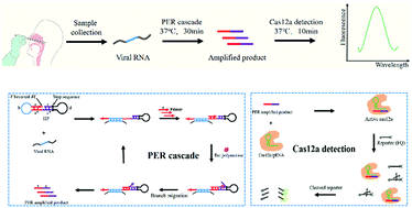 Graphical abstract: A simple and rapid method to assay SARS-CoV-2 RNA based on a primer exchange reaction