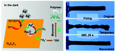 Graphical abstract: Silver-decorated MXene nanosheets as a radical initiator for polymerization and multifunctional hydrogels