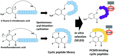 Graphical abstract: In vitro display evolution of unnatural peptides spontaneously cyclized via intramolecular nucleophilic aromatic substitutions