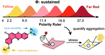 Graphical abstract: Derivatizing Nile Red fluorophores to quantify the heterogeneous polarity upon protein aggregation in the cell