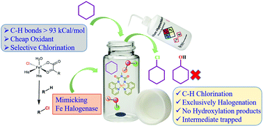 Graphical abstract: C–H bond chlorination using nickel(ii) complexes of tetradentate amido-quinoline ligands
