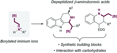 Graphical abstract: Towards depeptidized aminoboronic acid derivatives through the use of borylated iminium ions