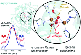 Graphical abstract: Evidence for H-bonding interactions to the μ-η2:η2-peroxide of oxy-tyrosinase that activate its coupled binuclear copper site