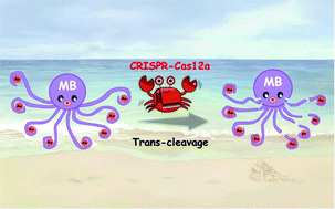 Graphical abstract: Dual-amplified CRISPR-Cas12a bioassay for HIV-related nucleic acids