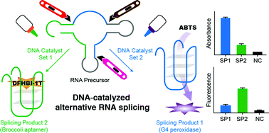 Graphical abstract: DNA-catalysed alternative RNA splicing