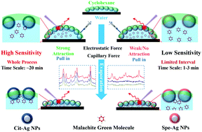 Graphical abstract: Revealing the synergistic effect of capillary force and electrostatic attraction for D-SERS sensitivity