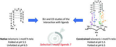 Graphical abstract: Assessment of presumed small-molecule ligands of telomeric i-DNA by biolayer interferometry (BLI)