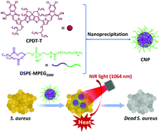 Graphical abstract: Novel conjugated small molecule-based nanoparticles for NIR-II photothermal antibacterial therapy