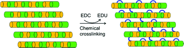 Graphical abstract: Chemical crosslinking in ‘reactive’ multicomponent gels
