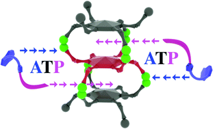 Graphical abstract: A double-decker cage for allosteric encapsulation of ATP