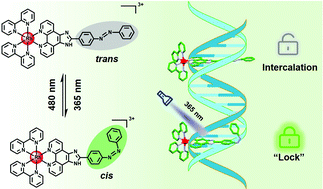 Graphical abstract: Chiral rhodium(iii)–azobenzene complexes as photoswitchable DNA molecular locks