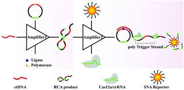 Graphical abstract: Spherical nucleic acid reporter-based cascade CRISPR/Cas12a amplifier for stable and sensitive biosensing of circulating tumor DNA