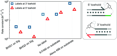 Graphical abstract: How fluorescent labels affect the kinetics of the toehold-mediated DNA strand displacement reaction