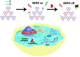 Graphical abstract: A multifunctional nanoprobe for real-time SERS monitoring of invasion ability affected by photodynamic therapy
